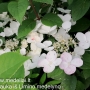 Hortenzija šluotelinė (Hydrangea paniculata) 'Early Sensation'